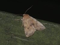 Smoked Sallow Moth